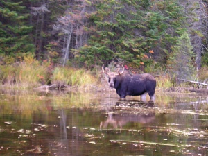 wildlife, de eland (moose) | Algonquin